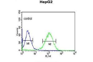 ZNF202 Antibody (Center) flow cytometric analysis of HepG2 cells (right histogram) compared to a negative control cell (left histogram). (ZNF202 antibody  (Middle Region))
