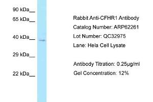 Western Blotting (WB) image for anti-Complement Factor H-Related 1 (CFHR1) (N-Term) antibody (ABIN2774339) (CFHR1 antibody  (N-Term))