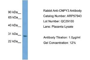 WB Suggested Anti-CNPY3  Antibody Titration: 0.