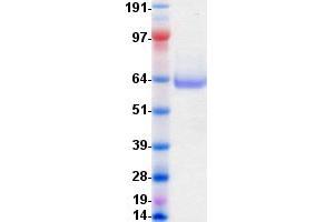 Western Blotting (WB) image for EPH Receptor A10 (EPHA10) protein (DYKDDDDK-His Tag) (ABIN2720229)