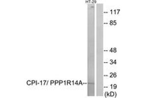 Western blot analysis of extracts from HT-29 cells, using CPI17 alpha (Ab-38) Antibody. (CPI-17 antibody  (AA 5-54))