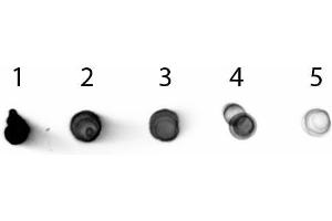 Dot Blot of Rabbit anti-Mouse IgG2b Antibody Alkaline Phosphatase Conjugated.