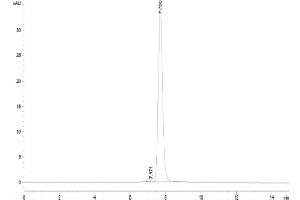 The purity of Mouse BCAM is greater than 95 % as determined by SEC-HPLC. (BCAM Protein (AA 26-541) (His tag))