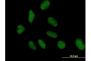 Immunofluorescence of purified MaxPab antibody to NAP1L3 on HeLa cell. (NAP1L3 antibody  (AA 1-506))