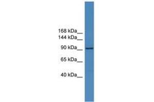 Image no. 1 for anti-Zinc Finger Protein 574 (ZNF574) (AA 151-200) antibody (ABIN6745338) (ZNF574 antibody  (AA 151-200))