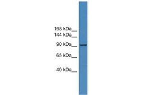 ZNF574 antibody  (AA 151-200)