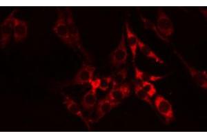 ABIN6274610 staining RAW264. (Cell Adhesion Molecule 4 antibody  (C-Term))