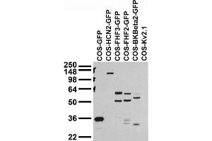 Transfected cell immunoblot extracts of COS cells transfected with GFP, GFP-tagged HCN2, FGF11/FHF3 FGF13/FHF2 and BKBeta2, or untagged Kv2. (GFP antibody  (AA 1-238))