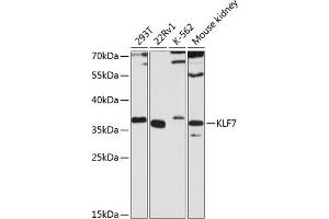 Western blot analysis of extracts of various cell lines, using KLF7 antibody (ABIN6130893, ABIN6142925, ABIN6142926 and ABIN6224822) at 1:3000 dilution. (KLF7 antibody  (AA 51-230))