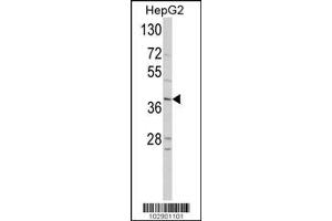 Image no. 2 for anti-Neuronal Differentiation 1 (NEUROD1) (AA 15-45) antibody (ABIN2451575) (NEUROD1 antibody  (AA 15-45))