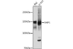 Western blot analysis of extracts of various cell lines, using SHIP11 Rabbit mAb (ABIN7267882) at 1:1000 dilution.
