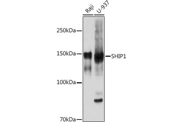 INPP5D antibody