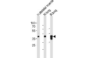 Western blot analysis of lysates from human skeletal muscle, mouse lung, rat lung tissue lysate (from left to right), using LMCD1 Antibody (C-term) (ABIN6243246 and ABIN6577875). (LMCD1 antibody  (C-Term))