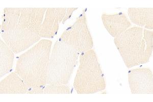 Immunohistochemistry (IHC) image for anti-Caspase 9, Apoptosis-Related Cysteine Peptidase (CASP9) (AA 331-416) antibody (ABIN7432244)