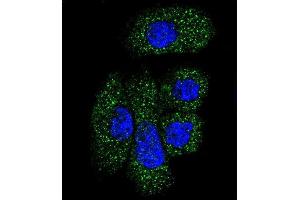 Confocal immunofluorescent analysis of SERPING1 Antibody (Center) (ABIN390620 and ABIN2840928) with NCI- cell followed by Alexa Fluor 488-conjugated goat anti-rabbit lgG (green).