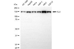Western blotting analysis using FLII antibody (ABIN7798629).