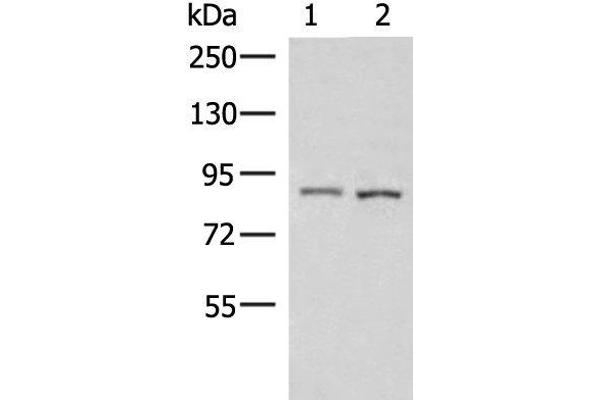 Cullin 4A antibody