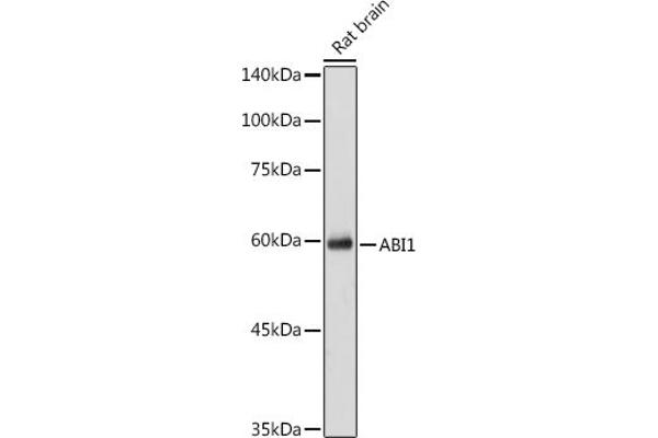 ABI1 antibody  (AA 180-230)