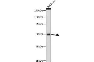 Western blot analysis of extracts of Rat brain cells, using  antibody (ABIN7265359) at 1:1000 dilution. (ABI1 antibody  (AA 180-230))