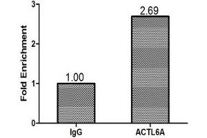 Chromatin Immunoprecipitation MCF-7 (1. (BAF53A antibody  (AA 1-280))