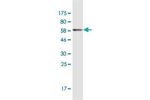 CNN3 antibody  (AA 1-329)