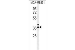 Western blot analysis in MDA-MB231 cell line lysates (35ug/lane). (IRF1 antibody  (AA 74-102))