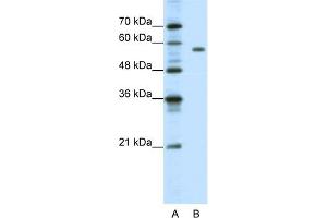WB Suggested Anti-PBX2 Antibody Titration:  1. (PBX2 antibody  (C-Term))