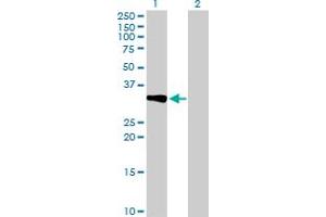 Western Blot analysis of CRHBP expression in transfected 293T cell line by CRHBP MaxPab polyclonal antibody.