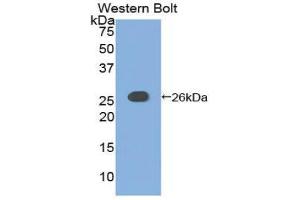 Western Blotting (WB) image for anti-Adenylate Cyclase 6 (ADCY6) (AA 246-435) antibody (ABIN1857912) (ADCY6 antibody  (AA 246-435))