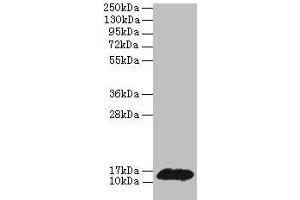 Western blot All lanes: PHPT1 antibody at 2 μg/mL + MCF-7 whole cell lysate Secondary Goat polyclonal to rabbit IgG at 1/10000 dilution Predicted band size: 14 kDa Observed band size: 14 kDa