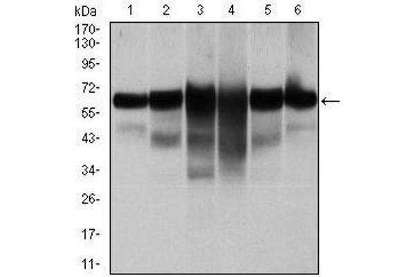 Cytokeratin 5 antibody