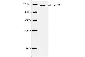 Western blot analysis of H1N1 PB1 recombinant protein using H1N1 PB1 antibody (ABIN398951, 1 µg/mL) The signal was developed with IRDyeTM 800 Conjugated Goat Anti-Rabbit IgG. (Influenza A H1N1 PB1 antibody  (C-Term))