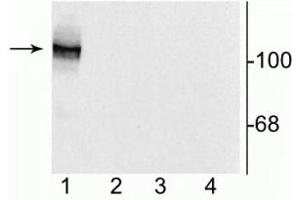 Western blot of 10 µg of HEK 293 cells showing specific immunolabeling of the ~120 kDa NR1 subunit of the NMDA receptor containing the N1 splice variant insert (lane 1). (GRIN1/NMDAR1 antibody)