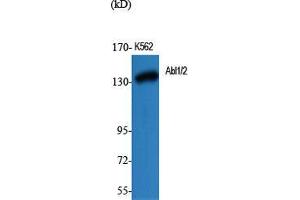 Western Blot (WB) analysis of specific cells using Abl1/2 Polyclonal Antibody. (ABL1/2 antibody  (Lys5))