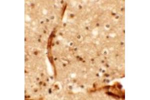Immunohistochemistry (IHC) image for anti-Potassium Channel Subfamily K Member 13 (KCNK13) (Middle Region) antibody (ABIN1030973) (KCNK13 antibody  (Middle Region))