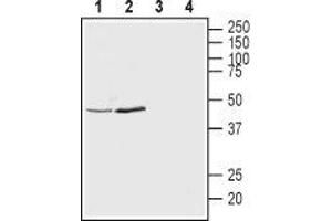 Western blot analysis of rat brain synaptosomal fraction (lanes 1 and 3) and mouse brain lysates (lanes 2 and 4):1,2.
