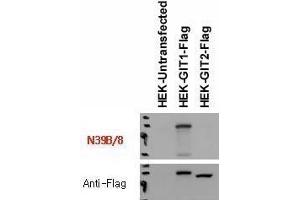 Immunoblot versus lysates of HEK293T cells untransfected and transfected with Flag-tagged GIT1 and GIT2 plasmids and probed with N39B/8 (top) and anti-Flag (bottom) antibodies.