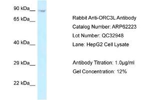 Western Blotting (WB) image for anti-Origin Recognition Complex, Subunit 3 (ORC3) (C-Term) antibody (ABIN2789071) (ORC3 antibody  (C-Term))