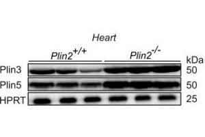Elevated Plin3 and Plin5 protein expression in Plin2−/− hearts.