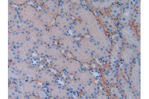 IHC-P analysis of Mouse Kidney Tissue, with DAB staining. (CD147 antibody  (AA 87-323))