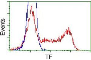 HEK293T cells transfected with either pCMV6-ENTRY TF (RC209184) (Red) or empty vector control plasmid (Blue) were immunostained with anti-TF mouse monoclonal (ABIN2453722), and then analyzed by flow cytometry. (Transferrin antibody)
