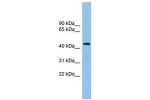 Image no. 1 for anti-ARP1 Actin-Related Protein 1 Homolog B, Centractin beta (ACTR1B) (AA 251-300) antibody (ABIN6744932) (ACTR1B antibody  (AA 251-300))