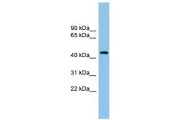 ACTR1B antibody  (AA 251-300)