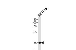 NKX1-1 Antibody (Center) (ABIN655858 and ABIN2845265) western blot analysis in SK-N-MC cell line lysates (35 μg/lane). (NKX1-1 antibody  (AA 230-258))