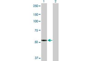 Western Blot analysis of PTGIS expression in transfected 293T cell line by PTGIS MaxPab polyclonal antibody.