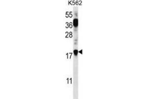 Western blot analysis in K562 cell line lysates (35ug/lane) using Parathymosin / PTMS  Antibody (Cterm).