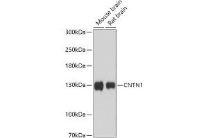 Contactin 1 Antikörper  (AA 250-350)