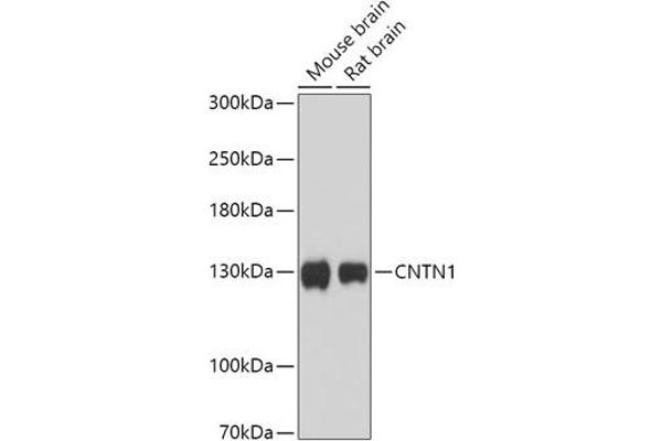 Contactin 1 Antikörper  (AA 250-350)