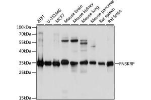 Western blot analysis of extracts of various cell lines, using FN3KRP antibody (ABIN7267268) at 1:1000 dilution.