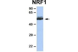 Western Blotting (WB) image for anti-Nuclear Respiratory Factor 1 (NRF1) (Middle Region) antibody (ABIN2775850)